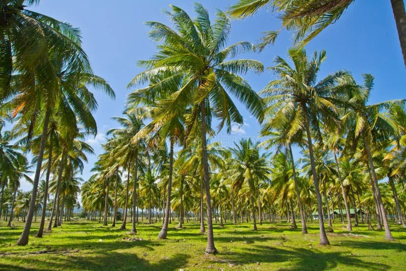 Coconut Grove Farm