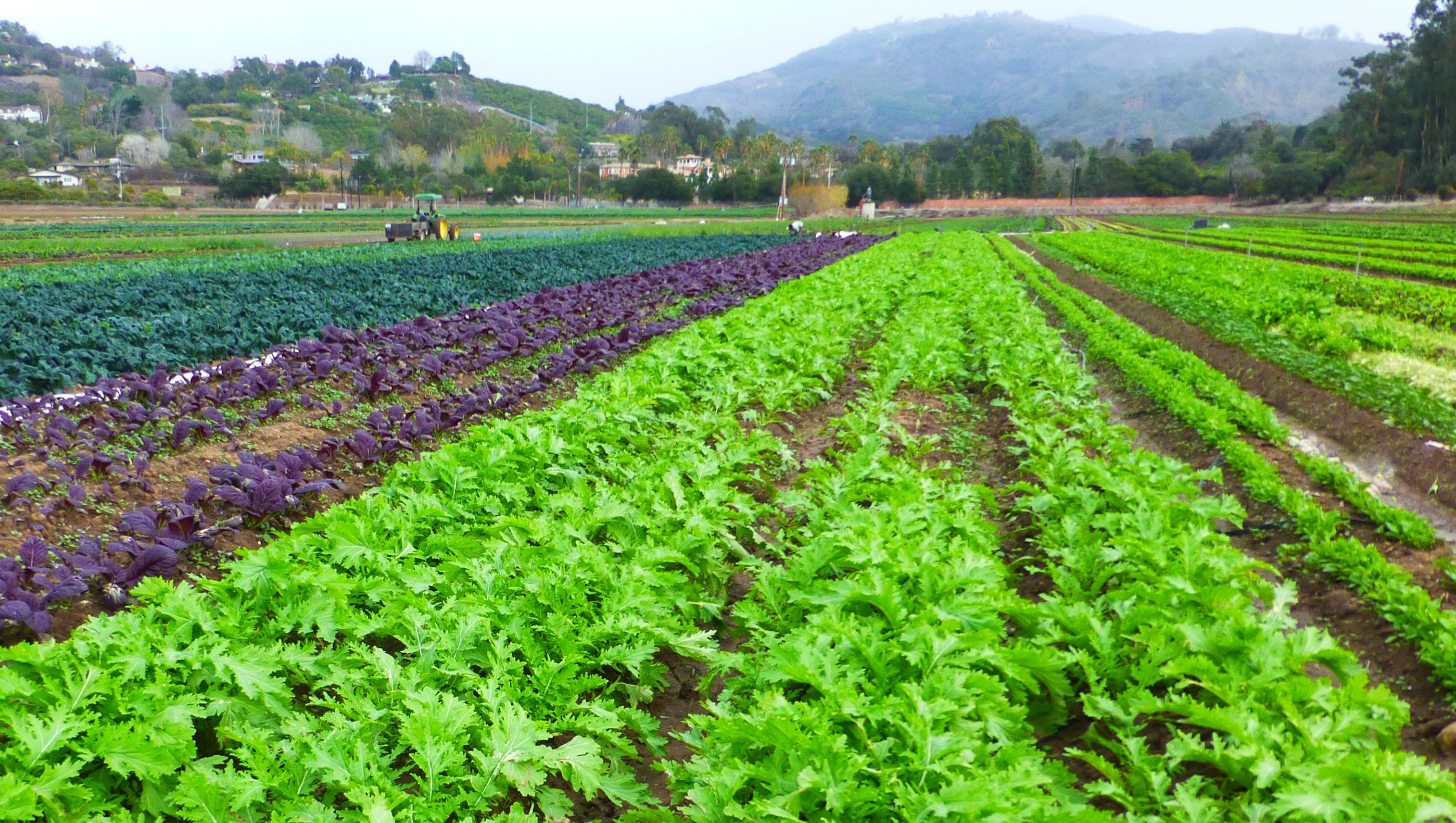 Sunrise Organic Farm